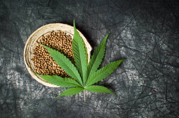 Cannabis Samen verstehen: Welche Eigenschaften unterscheiden verschiedene Sorten?